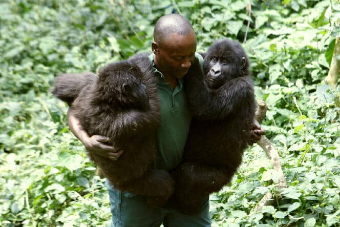 L'activisme des groupes armes et ses conséquences sur l'état du Parc National de Virunga