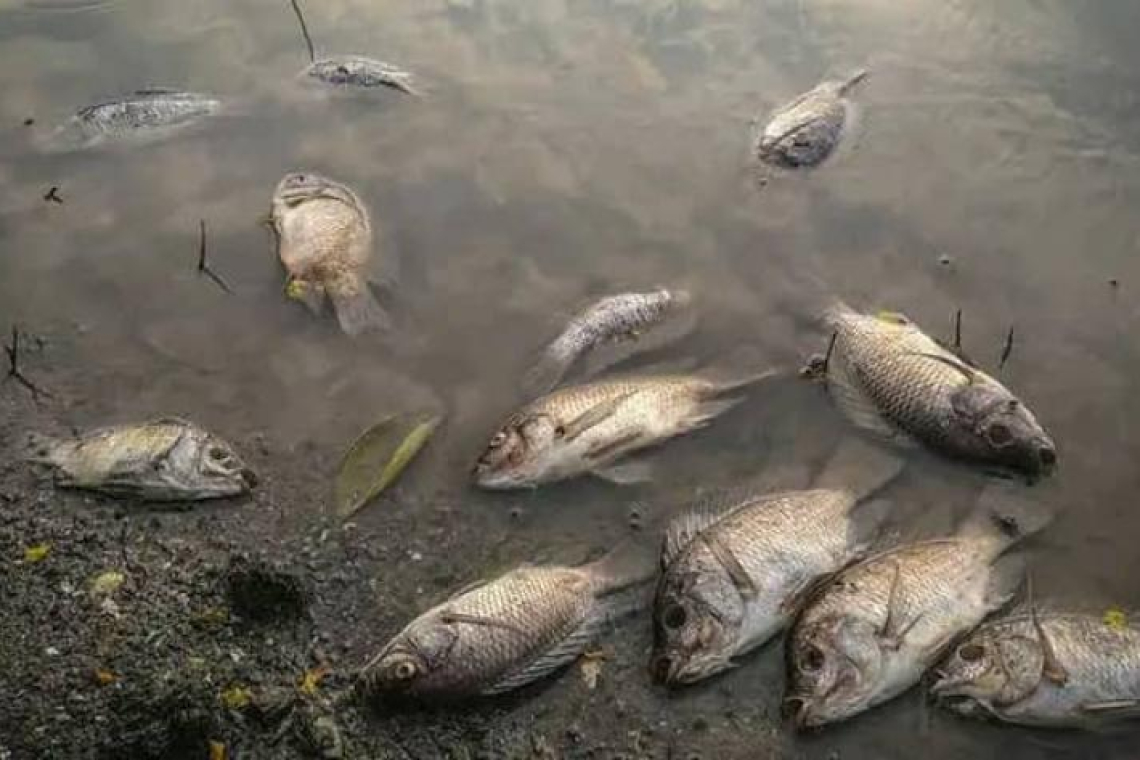 Lac Kivu : Mort massive de poissons dans le golfe de Kabuno  