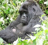 Nord-Kivu : un bébé gorille voit le jour dans les Virunga, symbole de résilience face à l’adversité